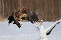 37 - Confrontation - KWAN PHILLIP - canada